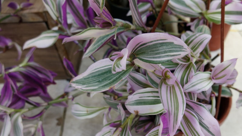 Tradescantia zebrina: Ce trebuie să știi despre îngrijirea ei