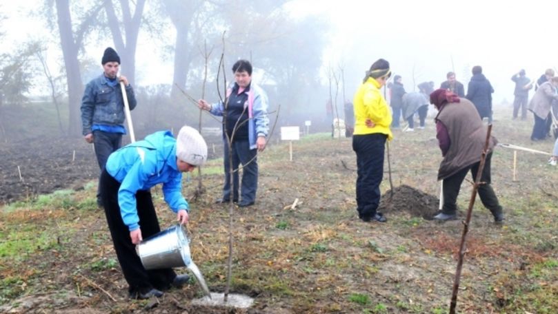 Peste 143.000 de copaci vor fi plantați sâmbătă în țară