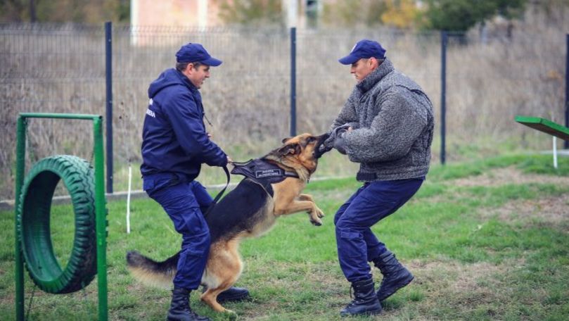 Câinii Poliției de Frontieră au traversat sectoare mlăştinoase şi au reţinut infractori