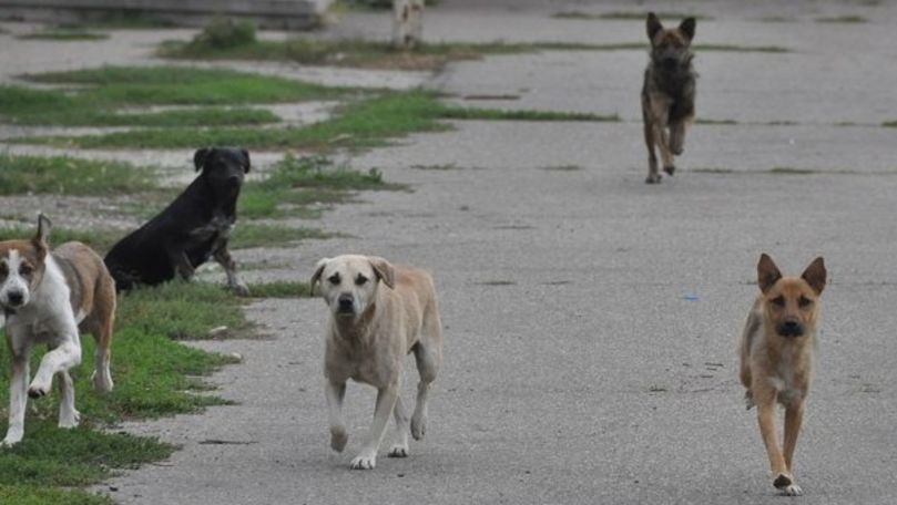 O haită de câini terorizează locatarii unui bloc din sectorul Ciocana