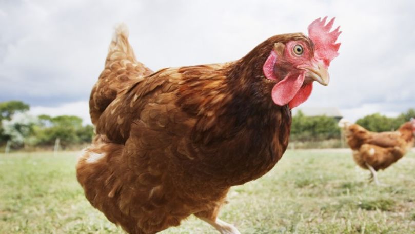 Carnea din Ungaria, unde e alertă de gripă aviară, vândută în România