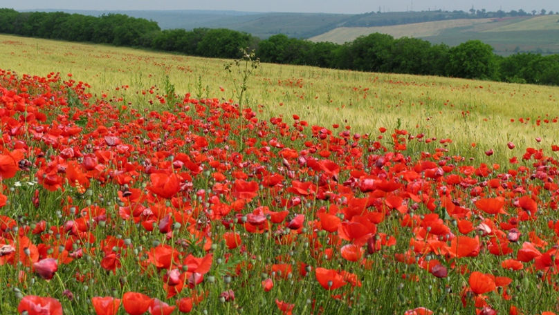 Во вторник солнце и мягкие температуры будут радовать жителей Молдовы.