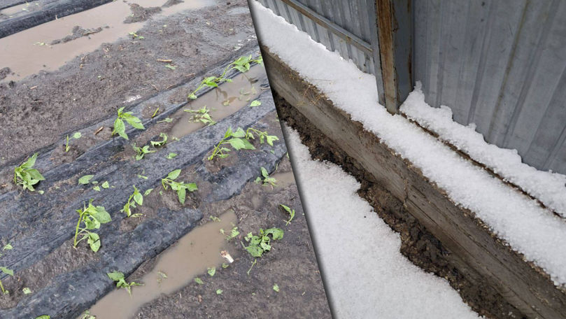 Dezastru la Drochia: Culturile agricole, distruse de grindină
