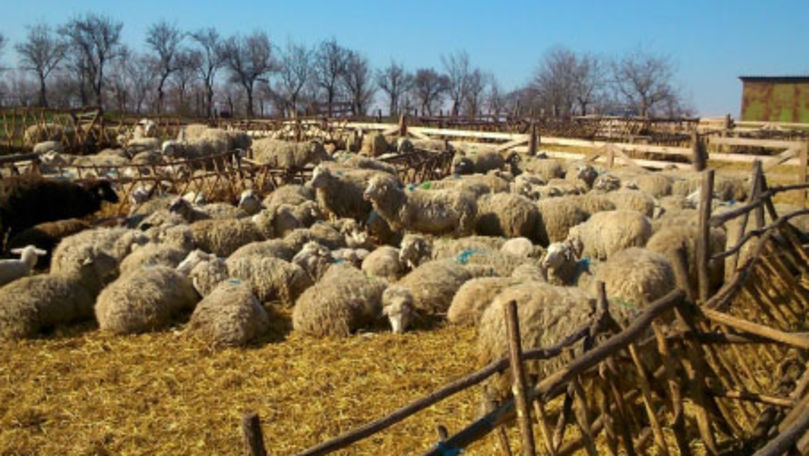 Bălănești: O tânără își gestionează propria stâna cu peste 100 de oi