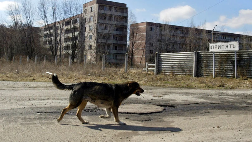 Ce înseamnă mutațiile animalelor din zona Cernobâl pentru evoluție