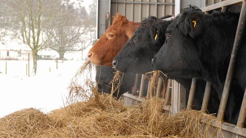 Recomandările ANSA pentru crescătorii de animale și păsări