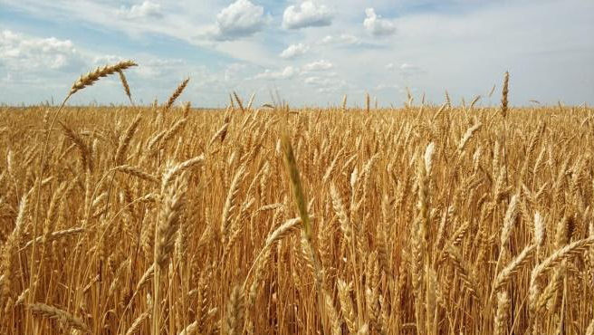 Agricultorii din Transnistria au strâns roada: Cum i-a afectat seceta