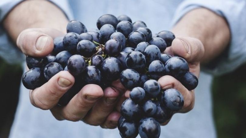 Виноградари Молдовы обеспокоены снижением цен на свою продукцию.