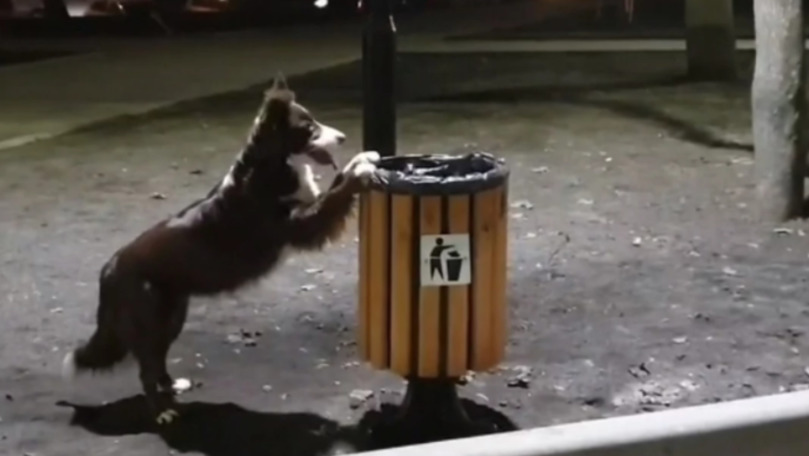 Un câine din Capitală, filmat cum strânge gunoiul și îl aruncă în urne