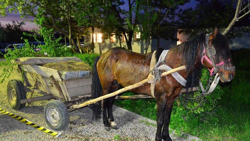 A sărit din căruţă şi s-a ascuns în tufiş. Ce au găsit poliţiştii