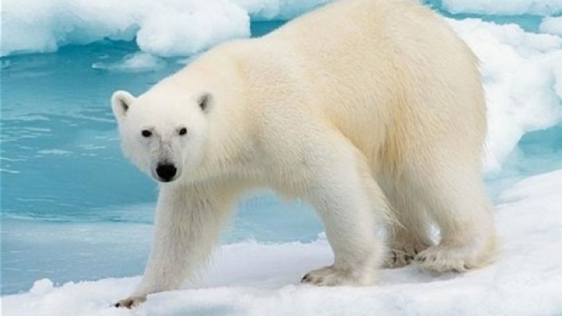 Un urs polar, împuşcat mortal după ce a atacat un paznic la Polul Nord