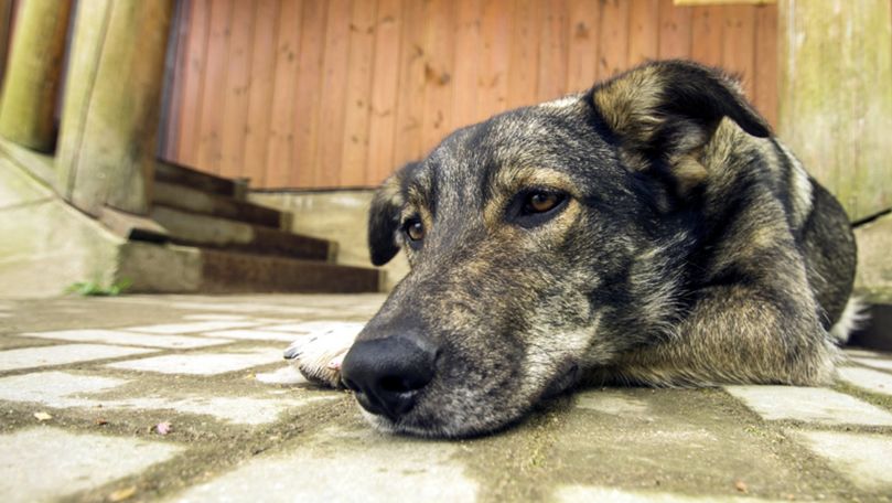 Date oficiale: Câte animale au fost torturate în Moldova timp de un an