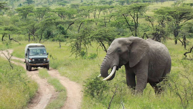 Milionar sud-african, călcat în picioare și ucis de un elefant