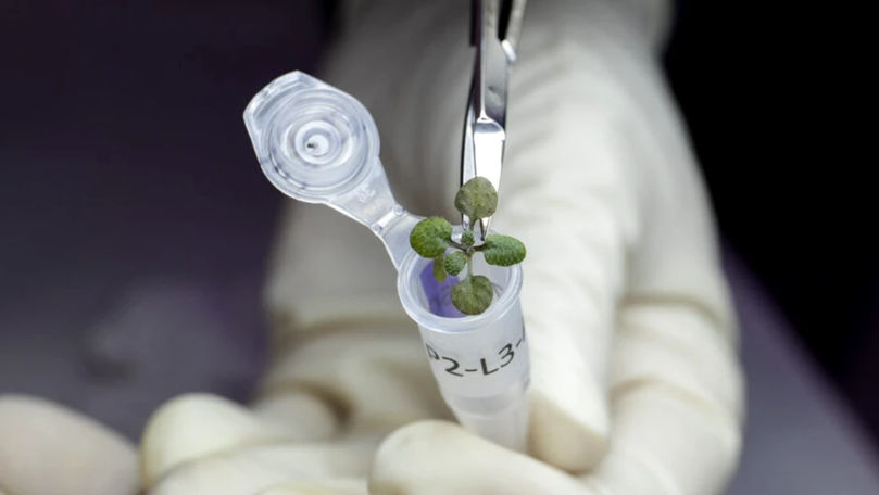 Oamenii de știință au crescut plante în solul de pe Lună