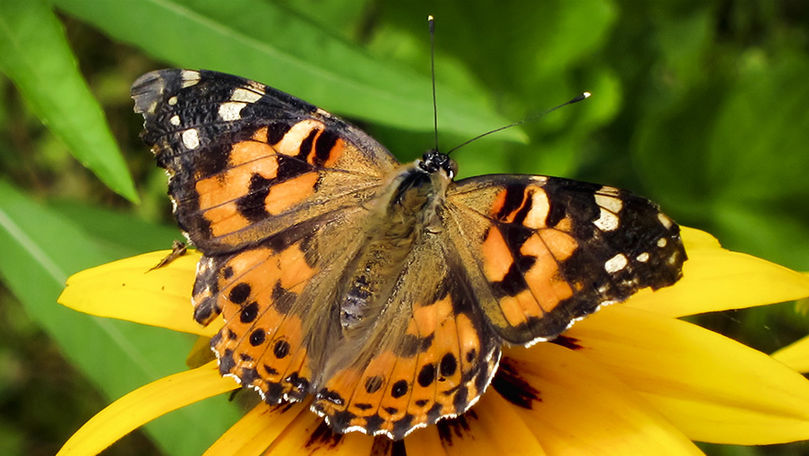 ANSA: Fluturele dăunător care atacă plantele, prezent în Moldova
