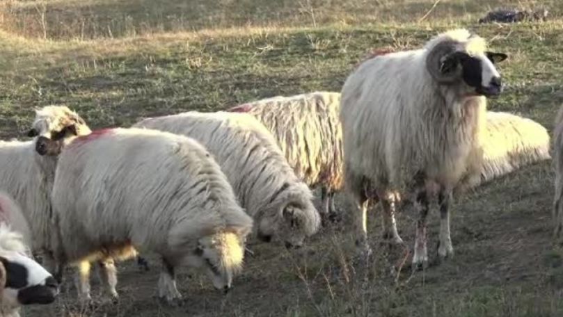 După pestă, vine boala oii nebune: Cinci focare, descoperite în România