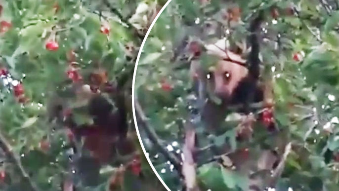 România: Imagini virale cu un urs care a fost prins la furat cireșe
