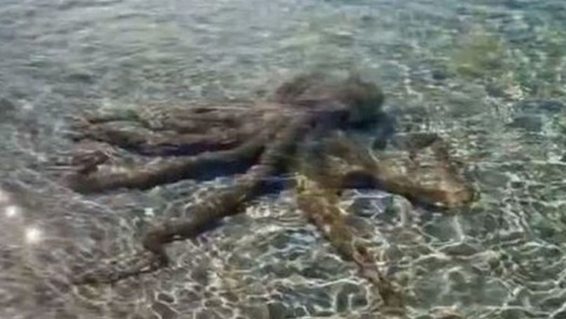 Осьминог в Австралии избил мужчину два раза.