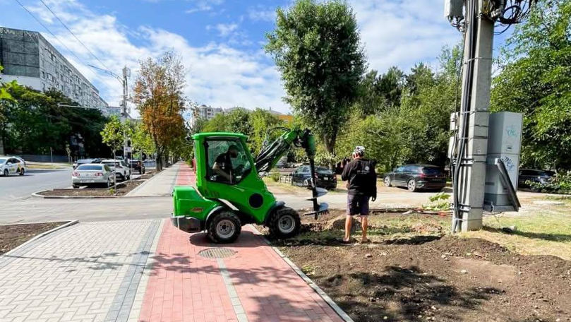 Chișinău: Pe strada Hristo Botev sunt plantați 60 de platani cu balot