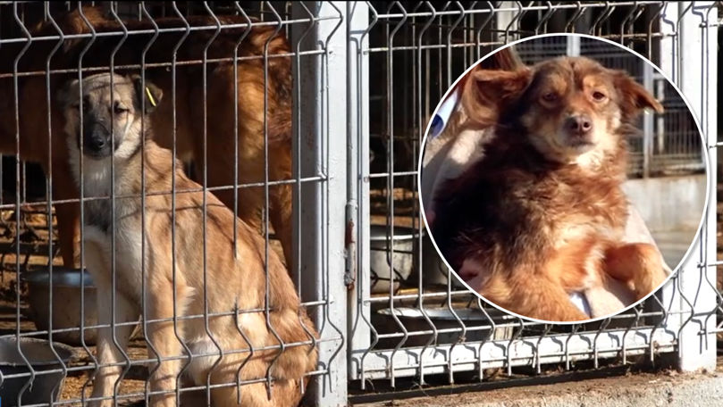 De la azilul din Bălți poți adopta un câine. Care este procedura