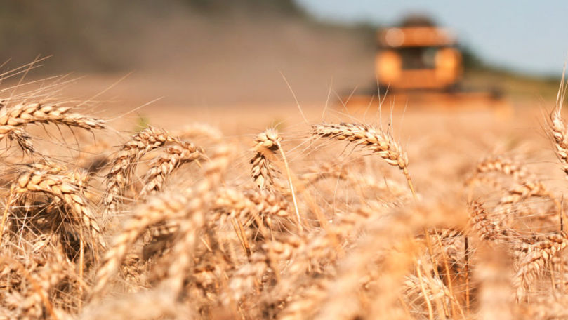 У ряда фермеров будет на 50-60% меньше урожая некоторых культур из-за засухи.