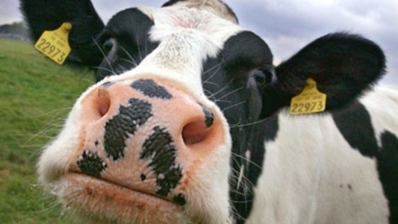 Un caz de rabie la o bovină a fost înregistrat în Moldova