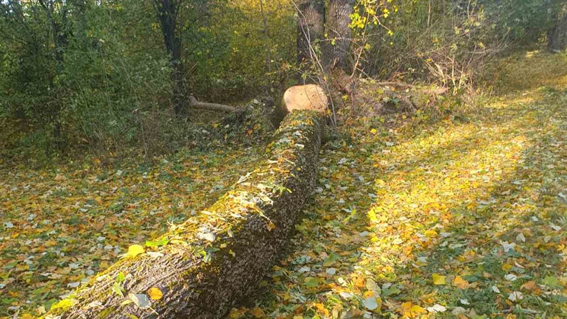 Tăieri ilegale, depistate în pădurile din Călărași: Amenzile aplicate