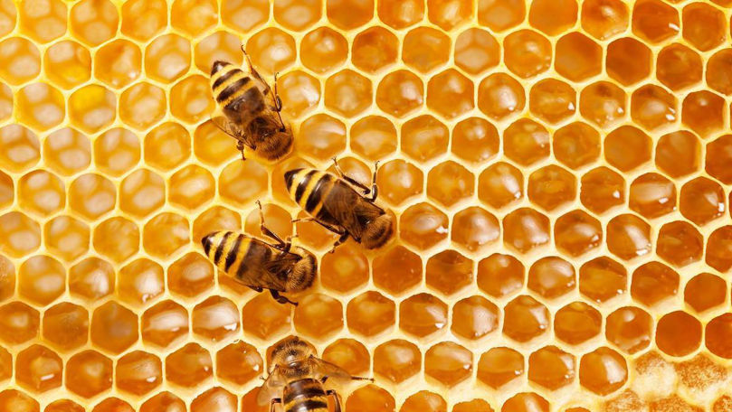 46% din mierea importată în UE este falsă: O parte vine din Moldova