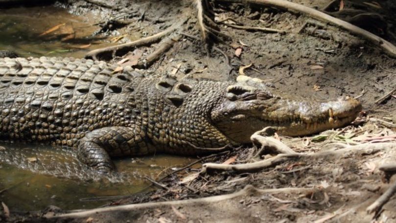 Străzi inundate în India: Crocodilii au atacat oamenii și animalele