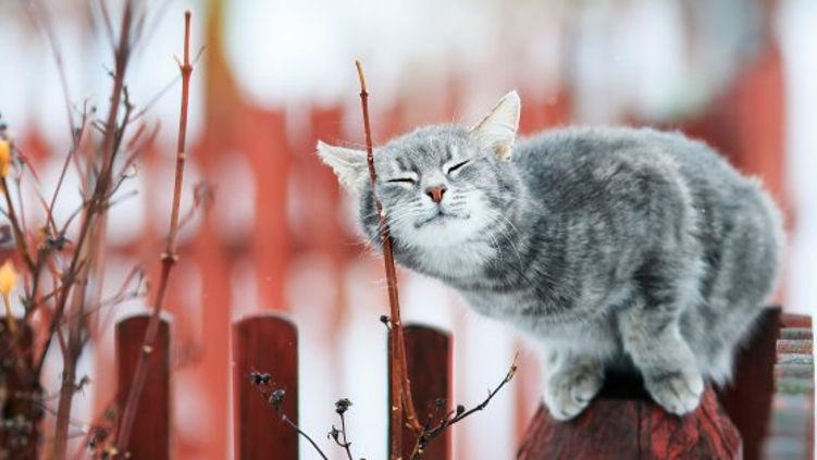 В Молдове на неделе ожидается до +12°C, но к выходным снова похолодает.