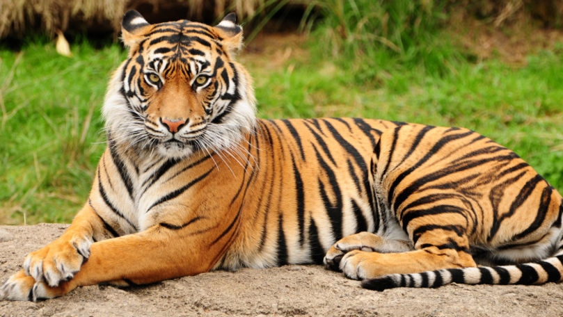 Un angajat, atacat de un tigru la Grădina Zoologică din Capitală