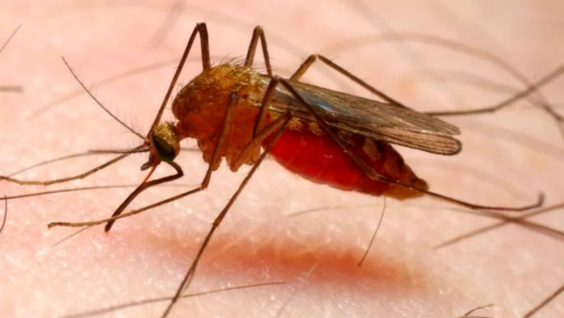 Top cele mai periculoase insecte din lume