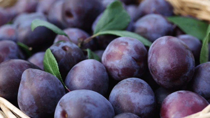 Садоводы заложат на хранение в холодильники гораздо меньше сливы. Фото: east-fruit.com.