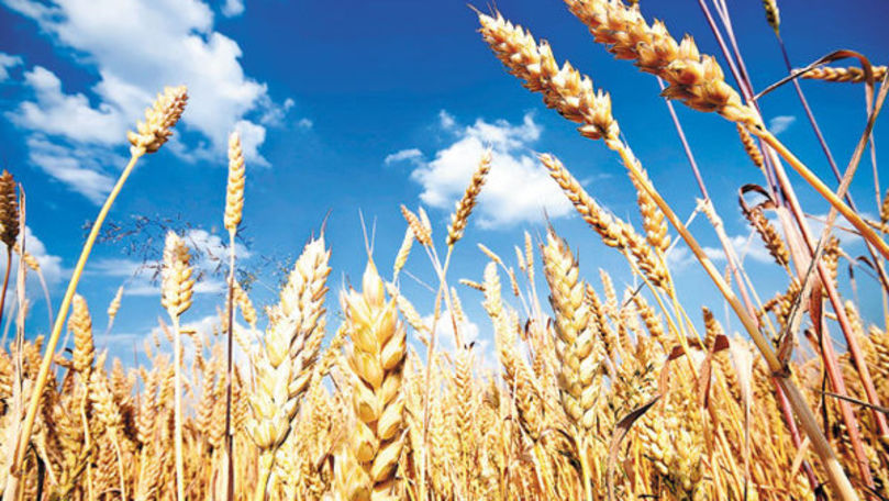 Preţul grâului a trecut de 210 euro/tonă, prima dată în ultimii 5 ani