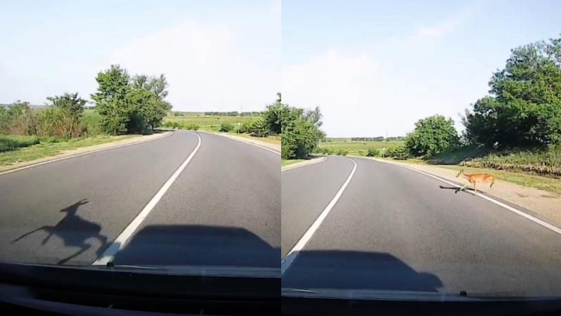 Momentul în care o căprioară iese în calea unei mașini, în plină viteză