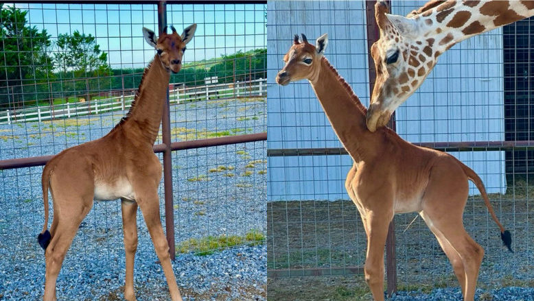 La un Zoo din SUA s-a născut singura girafă fără pete din lume