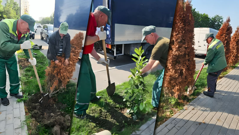 Ciocana: Muncitorii înlocuiesc arborii uscați de tuia cu laur englezesc