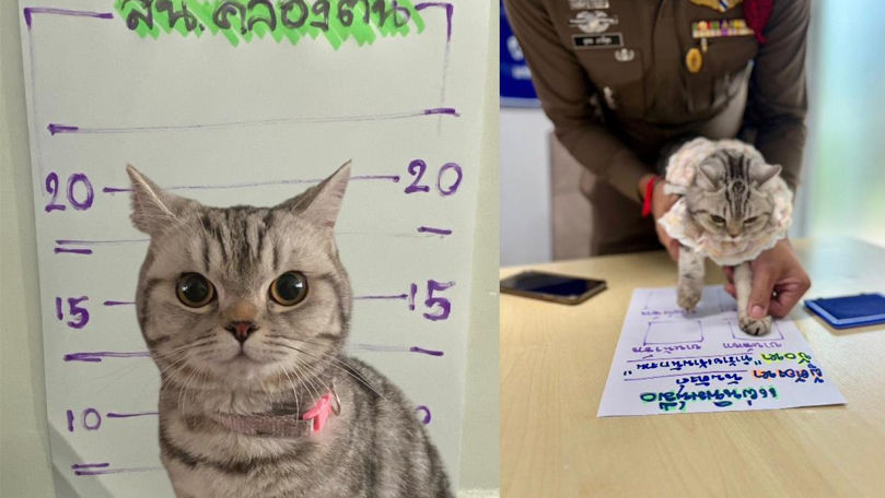 Thailanda: O pisică, arestată și amprentată după ce a atacat un polițist