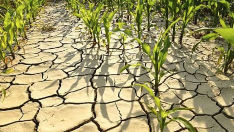 Forța Fermierilor solicită stare de urgență din cauza secetei
