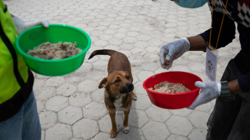 Țara care anunță că va recunoaște animalele drept ființe cu drepturi