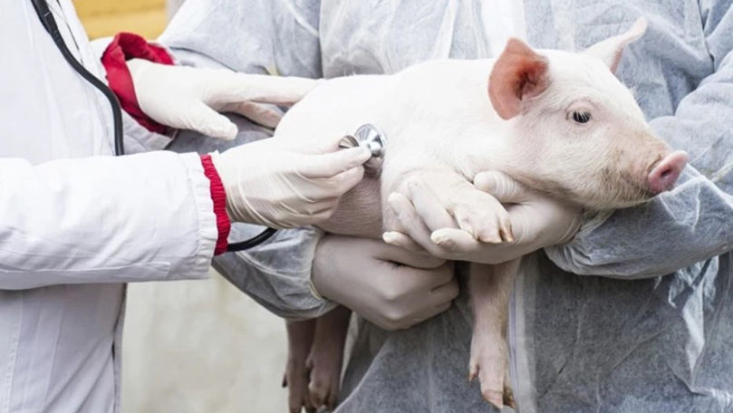 Încă două focare de pestă porcină au fost înregistrate în R. Moldova