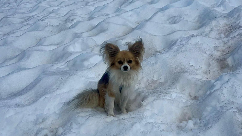 Cum a reușit un câine Chihuahua să-și salveze stăpânul căzut în munți