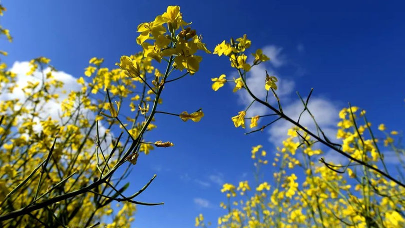 В последнюю пятницу июля солнечная погода вернется в Молдову.