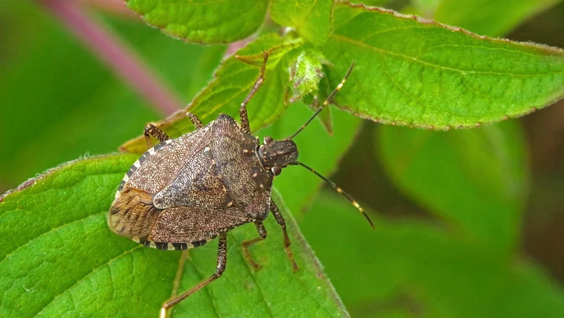 Cum poți scăpa de gândacii urât mirositori: Soluții simple și naturale