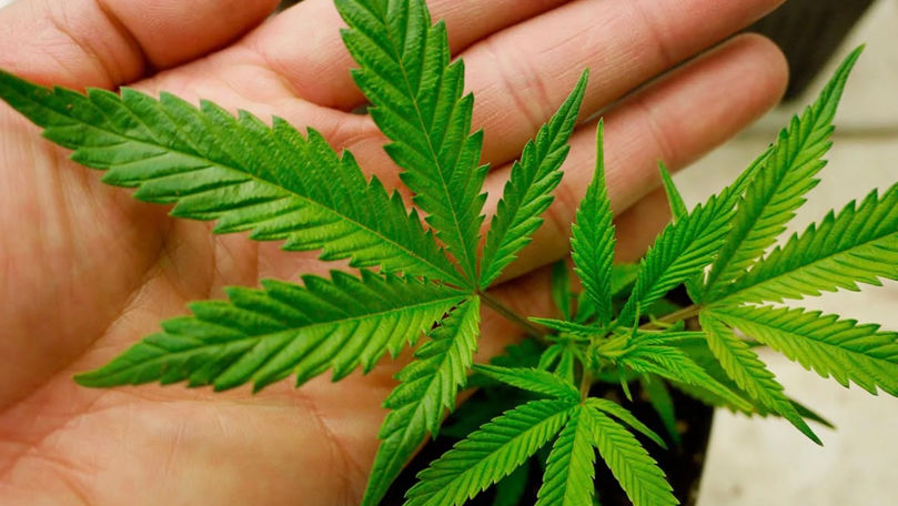 В Молдове выдано первое разрешение на выращивание промышленной конопли.