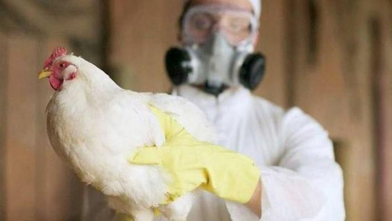 Un focar de gripă aviară bântuie în Moldova. Recomandările ANSA