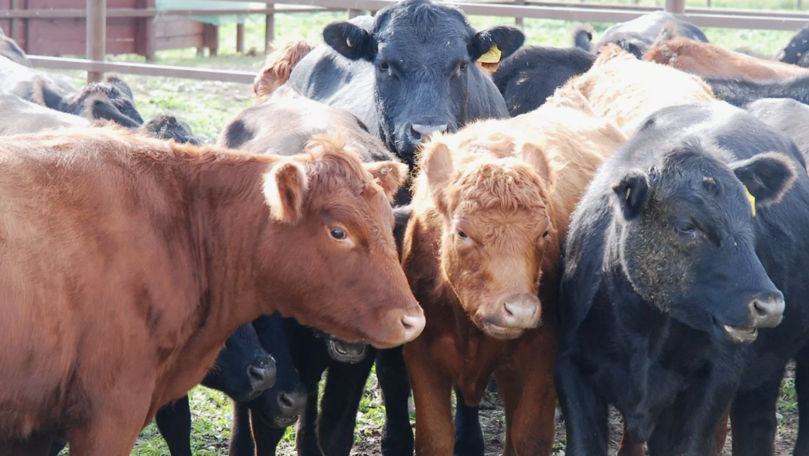 Глобальное потепление усложняет выращивание скота: мясо может подорожать.