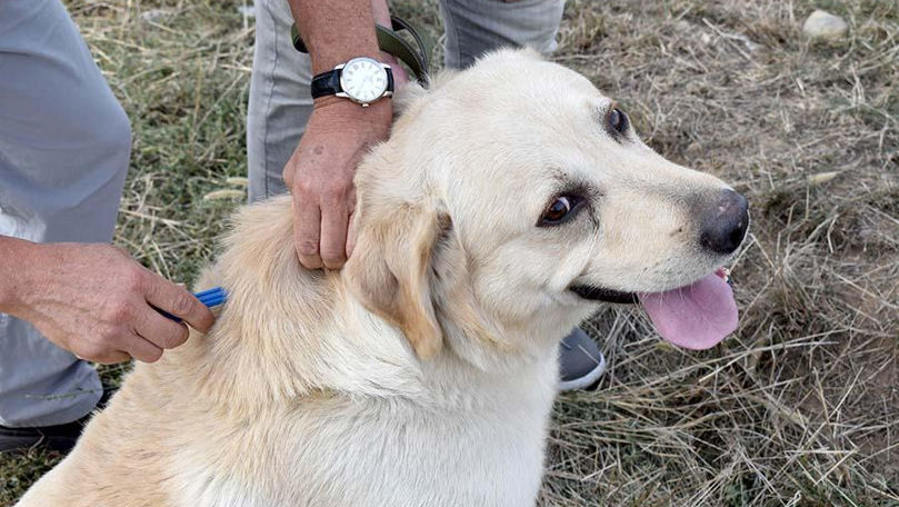 Leova a pus în aplicare o iniţiativă de microcipare a câinilor cu stăpân
