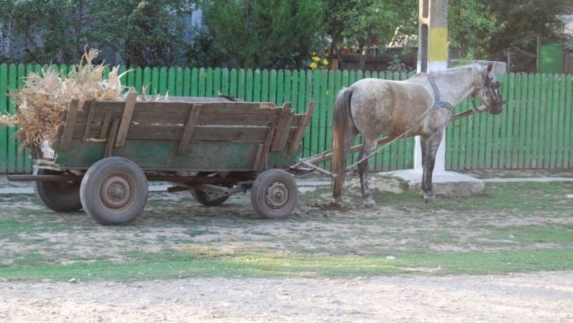 Bătrână din România, filmată cum e folosită ca frână la căruță