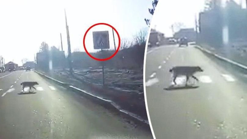 Un câine a fost surprins cum traversează regulamentar strada
